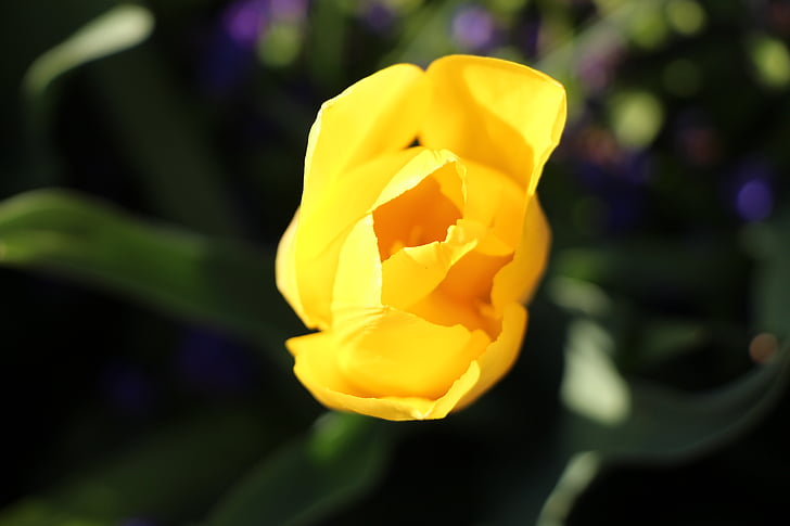 jaro, Tulipán, žlutá, květ, květ, Bloom, zahrada