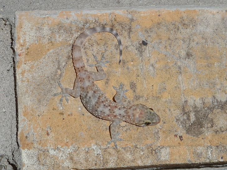 nature, lizard, pink
