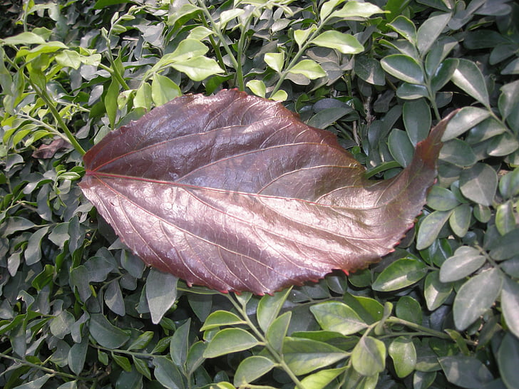 leaf, red, natural, plant, nature, autumn, season