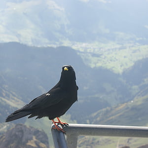 Kajan, alpkråkan, Säntis, Schweiz, fågel
