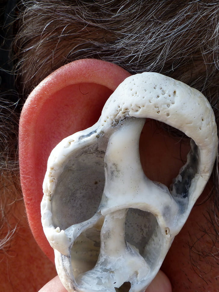 telinga, Shell, saluran telinga, telinga bagian dalam, keseimbangan, Archway, labirin