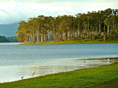 australia, forest, coast, lake, landscape, scenic, coastline