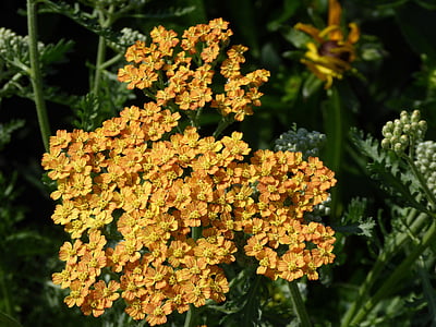 arbust de flor, groc, taronja, jardí ornamental, primavera, flora, botànica
