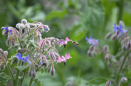 lebah, Taman, musim panas, nektar, biru, serangga, madu