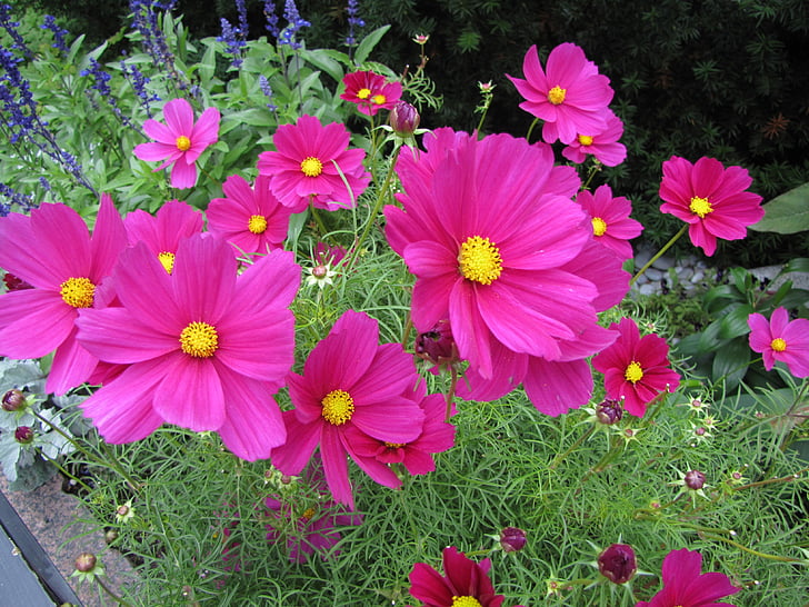 flor, flor de Cosmos, -de-rosa, plantas ornamentais, natureza, planta, Verão