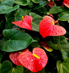 anthurium, red, heart, plant, plants, green, houseplant
