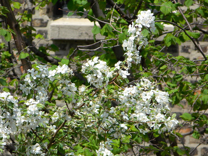 λουλούδια, δέντρο, λευκό, φύση, τοπίο, άνοιξη, το καλοκαίρι