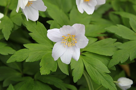 anemon nemorosa, Bahar, çiçek, Yeşil, bitki, doğa, kütükler