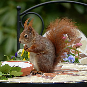 squirrel, animal, rodent, sciurus vulgaris major, foraging, garden, one animal