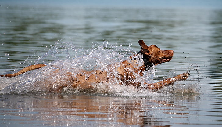 gos, viszla, l'aigua, salt, alegria, mullat, animals en estat salvatge
