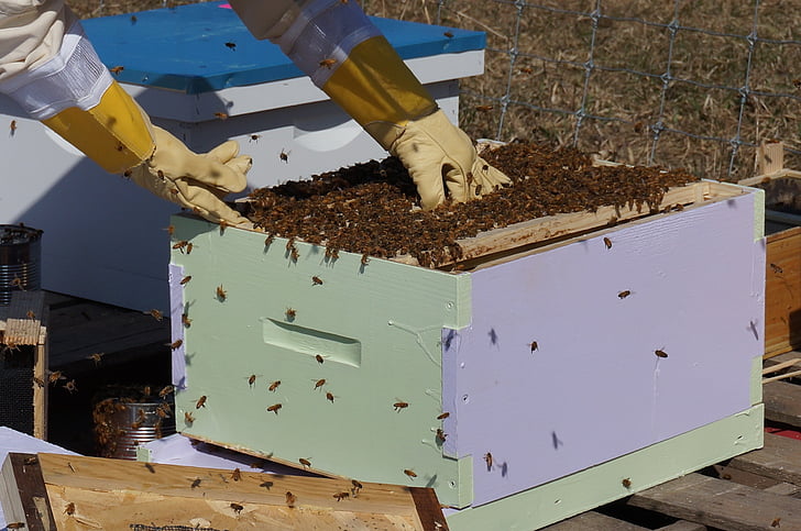 apicoltura, API, miele, cornici, natura, a nido d'ape, apicoltore