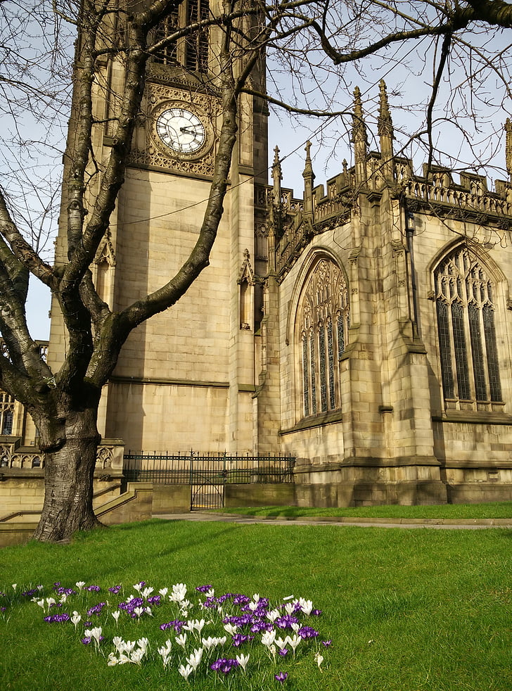 Manchester, Cathédrale, Église, Crocus, printemps, l’Angleterre, steeple