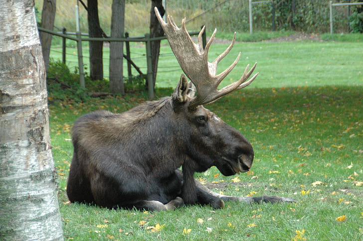 moose, wild, animal, royalty, commercial use