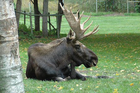 moose, wild, animal, royalty, commercial use