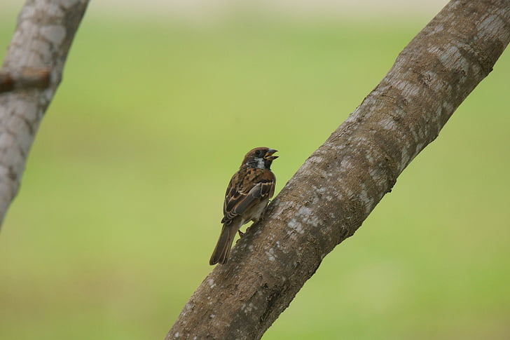 Sparrow, Curlew, người qua đường, montanus