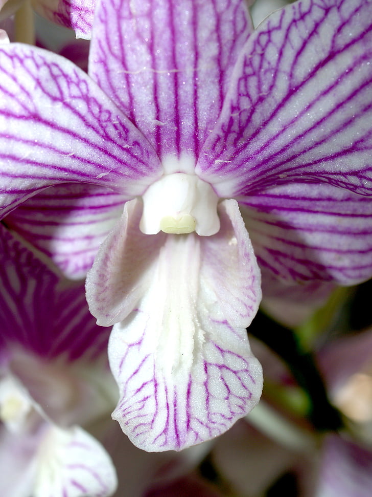 orquídia, flor, brillant, violeta, flora, creixement, decoració