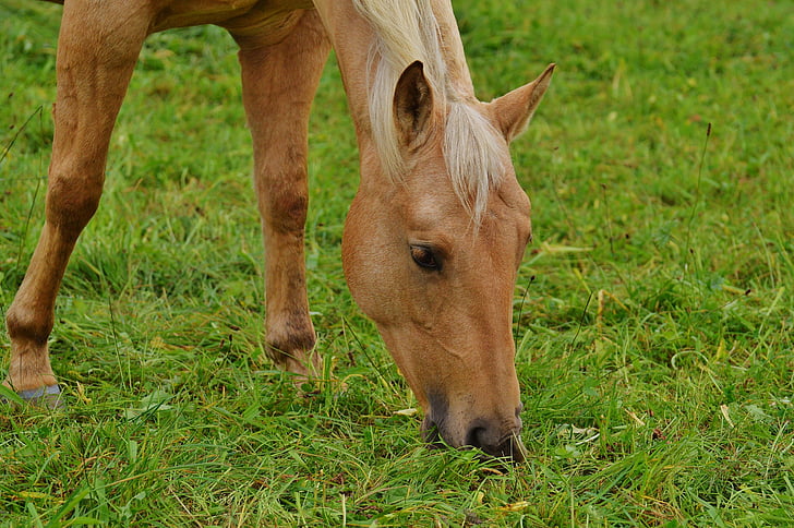 con ngựa, đồng cỏ, Meadow, ăn cỏ, thế giới động vật, nâu nhạt, ngựa đầu