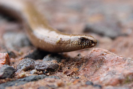 langzame worm, reptielen, hagedis, sluiten, grond, dier, Anguis fragilis
