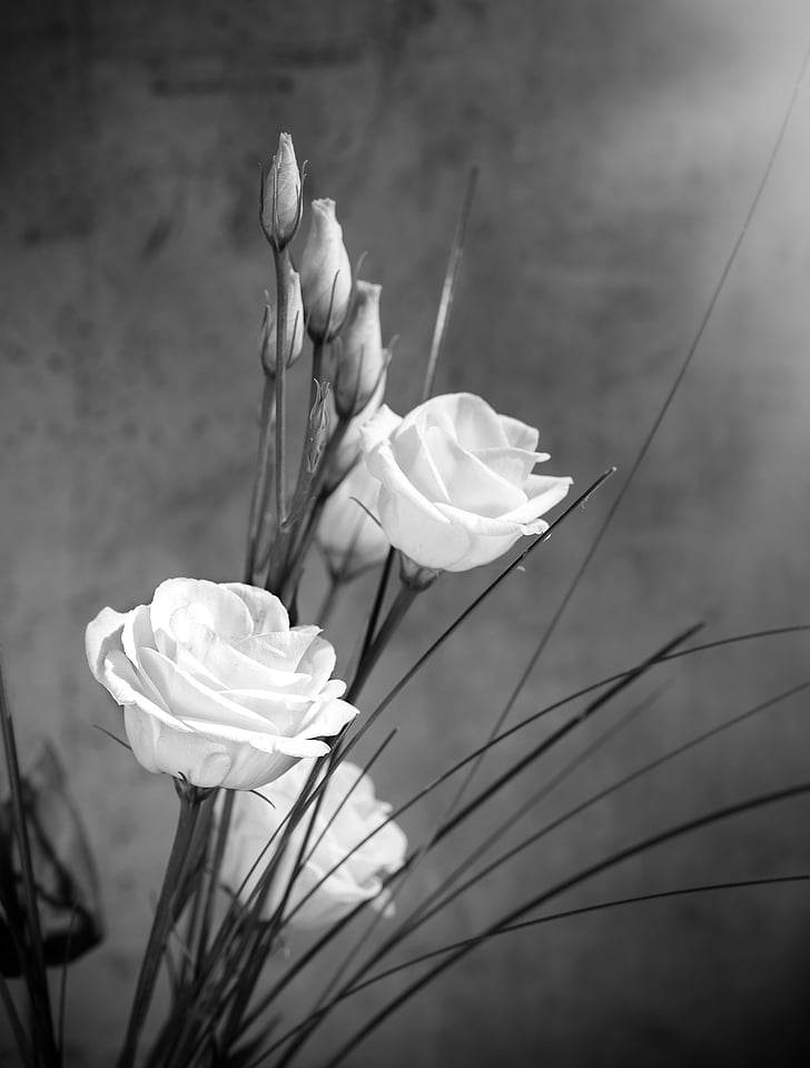 lisianthus, λουλούδι, άνθος, άνθιση, λευκό, λευκό λουλούδι, πέταλα