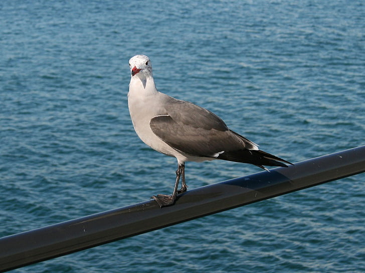 Seagull, fågel, naturen, Pier, Kalifornien, Huntington, stranden
