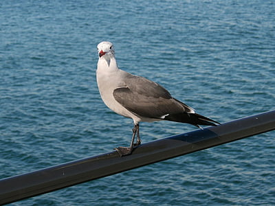 Seagull, burung, alam, Dermaga, California, Huntington, Pantai