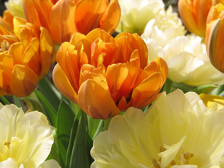 Tulip, Orange, krim, musim semi, Blossom, mekar, Tutup