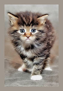 baby cat, kitten, grumpy cat, maine coon, young cat, cat baby, grumpy kitten