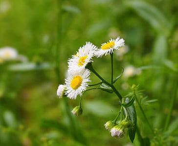 flowers, white, yellow, weed, green, nogiku no haka, nature