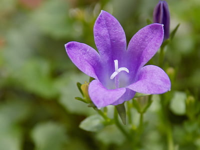ungu, violaceae, bunga, alam, tanaman, ungu, kelopak