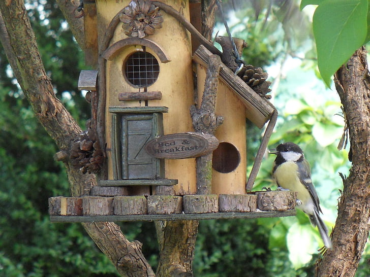 bird feeder, tit, garden