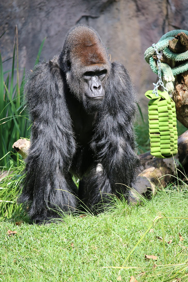 Paul, gorila, jardim zoológico, San diego, Silverback