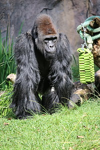 Paul, gorilla, zooloģiskais dārzs, San diego, Silverback