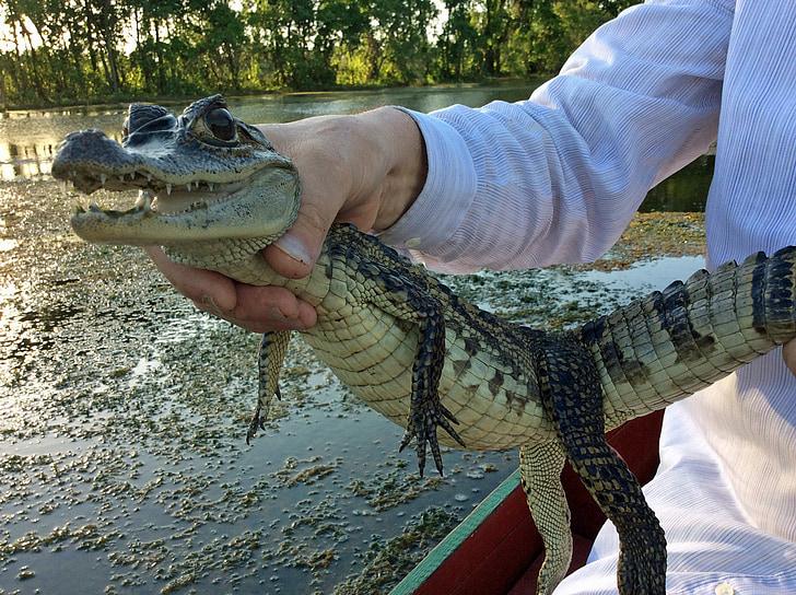 viagens, Turismo, no Suriname, Aligator, crocodilo, pequeno, animal de bebê