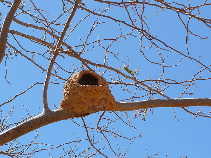 bird's nest, nature, animals, brazil, bird, tree, branch