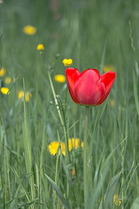 Tulipa, flor, flor, primavera, flor, vermell, planta