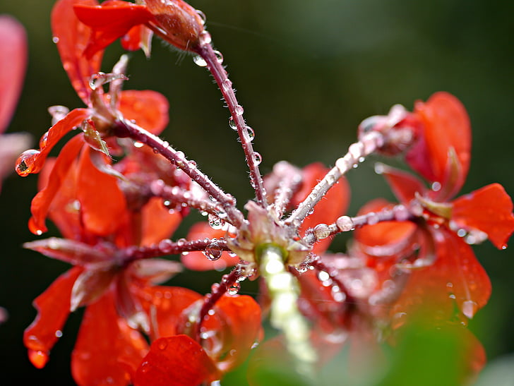 flor, gerânio, chuva, flor vermelha, natureza