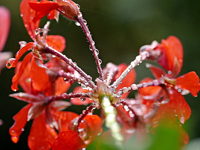ดอกไม้, เจอเรเนียม, ฝน, ดอกไม้สีแดง, ธรรมชาติ