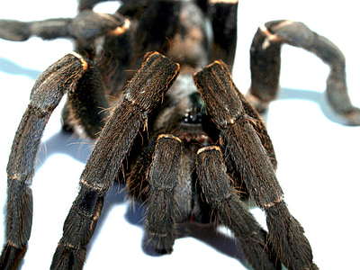 edderkopp, tarantula, leddyr, fotografi, hårete, meksikansk redknee tarantula, brun