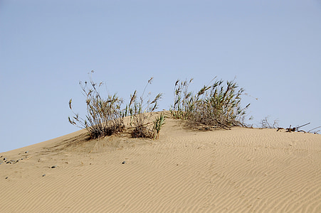 Gran canaria, Spanien, ön, Dunes, gräs, Sand