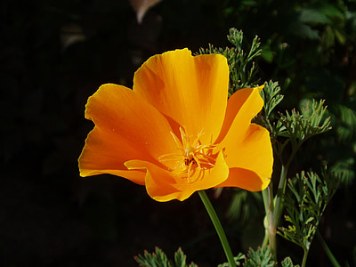 California poppy, Papaver, Magone, oranža, puķe, PAPAVERACEAE, ziedēšanas