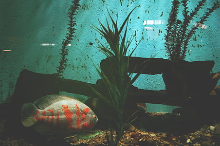 animal, poisson, Aquarium, eau, sous l’eau, vie, piscine
