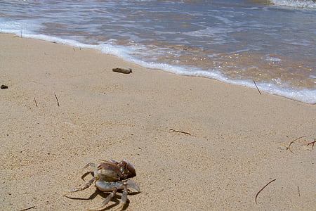 Hawaii, mer, crabe, sable, océan, plage, nature