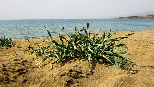 Chipre, akaMas, Parque Nacional, planta, ammophilous, praia, natureza