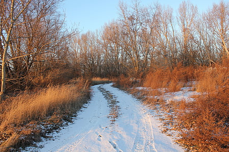Ruta de acceso, invierno, nieve, pistas, naturaleza, paisaje, a pie