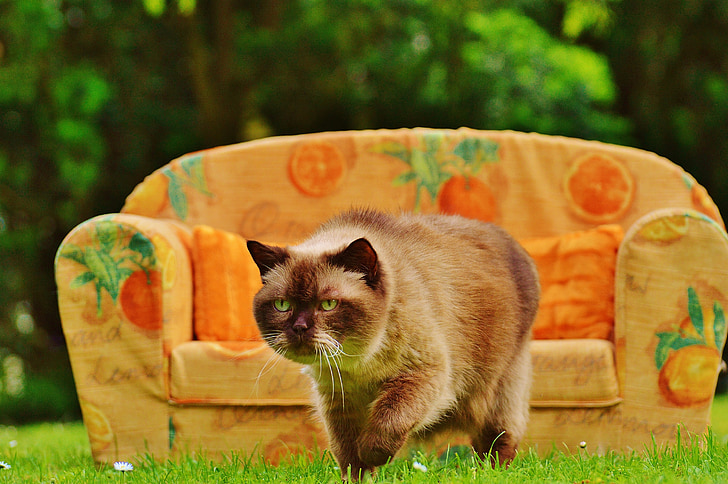 kauč, kauč, mačka, Britanska kratkodlaka mačka, čistokrvni, krzno, smeđa