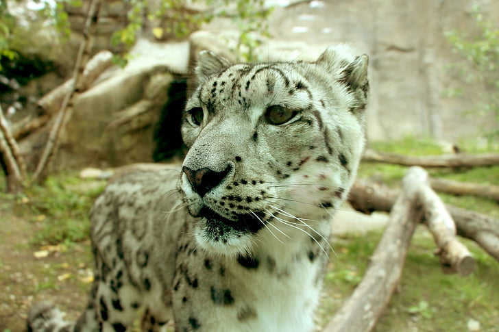 leopardas, sniego leopardas, uncija, didelės katės, didelė katė portretas, Leopard portretas