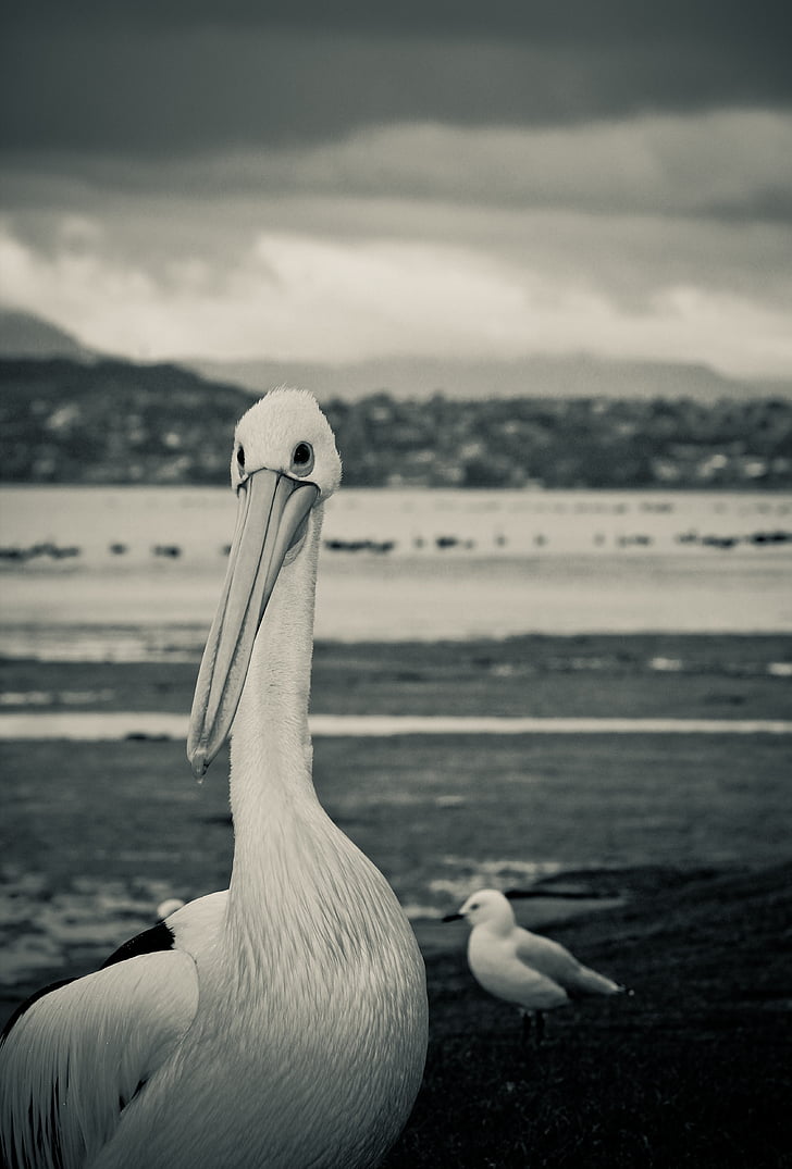 Πελεκάνος, πουλί, Γλάρος, Wollongong, lakeillawarra, blackandwhite, Λίμνη