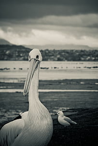 pelican, bird, seagull, wollongong, lakeillawarra, blackandwhite, lake