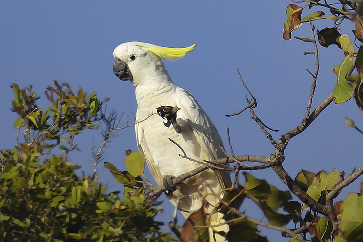 sulpher, crested, cockatoo 2