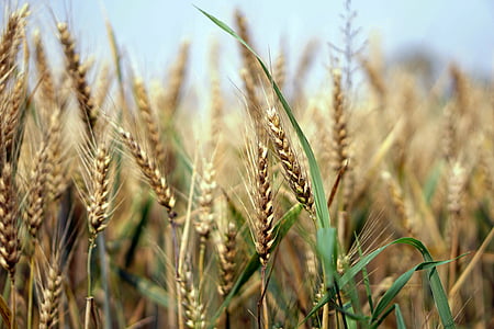pšenice, pšeničné pole, kukuřičné pole, léto, obiloviny, špička, zrno